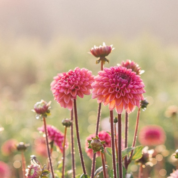 Meet your Posher - Picture 1 of 1